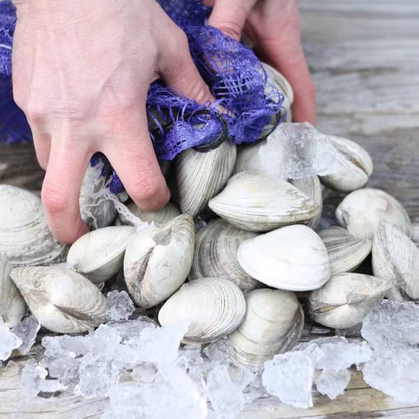 HARDSHELL CLAMS - 100 PACK - Image 3