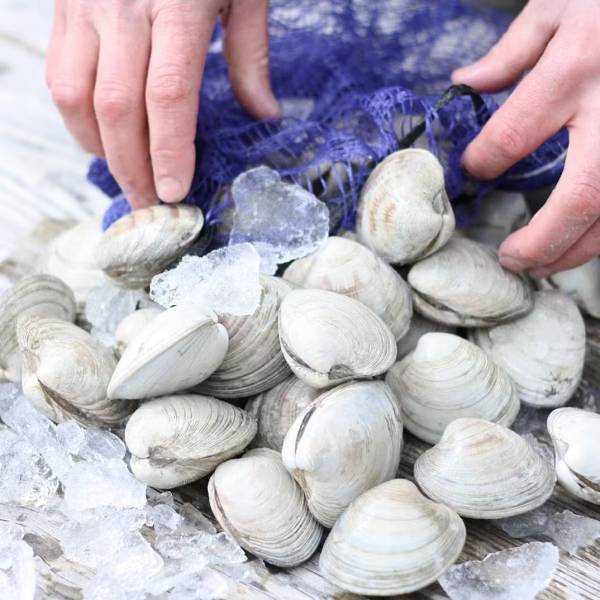 HARDSHELL CLAMS - 100 PACK