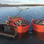 HARDSHELL CLAMS - 100 PACK - Image 4
