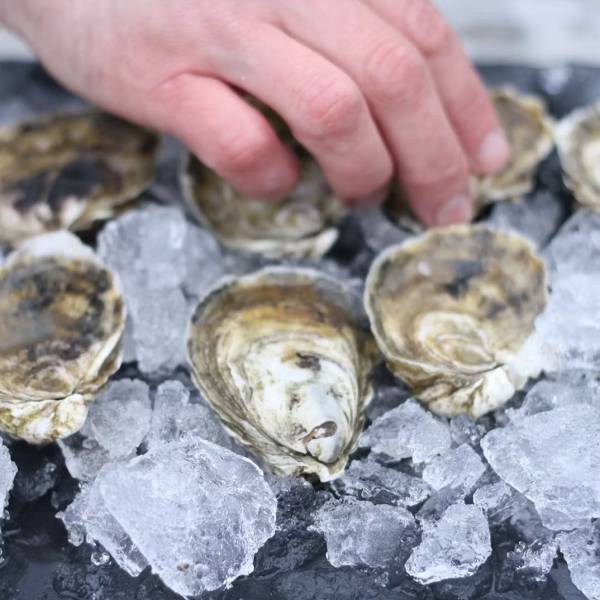 Wellfleet Oysters - 200 Pack - Image 4