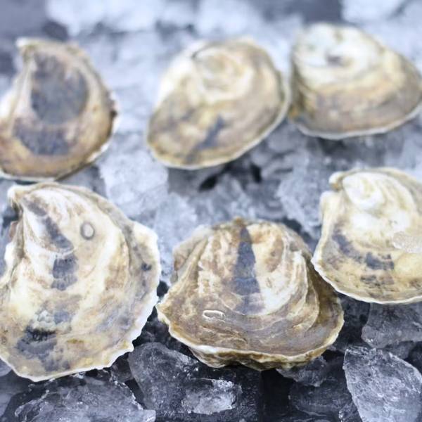 Wellfleet Oysters - 200 Pack - Image 3