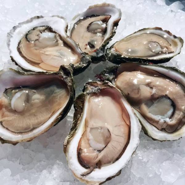 Wellfleet Oysters - 200 Pack