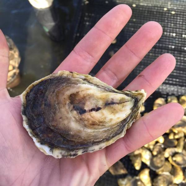 WELLFLEET OYSTERS - 50 PACK - Image 6