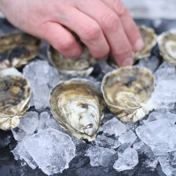 Wellfleet Oysters + Clams - 100 Pack - Image 3