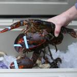 1.5 lb. Lobsters - 2 Pack - Image 4