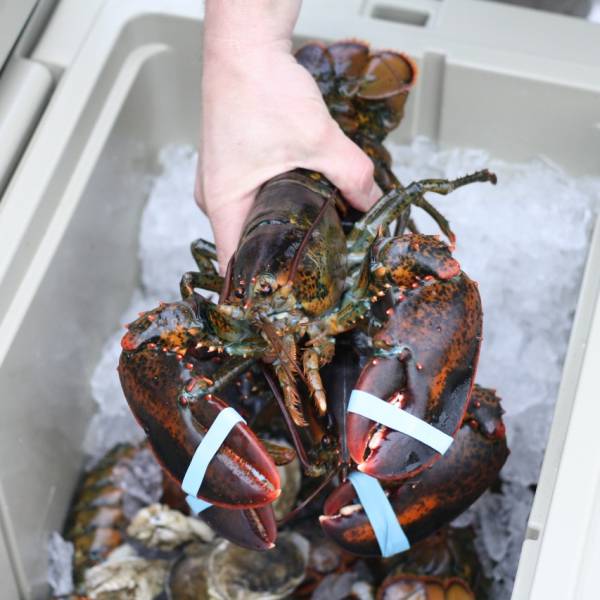 1.5 lb. Lobsters - 2 Pack - Image 3