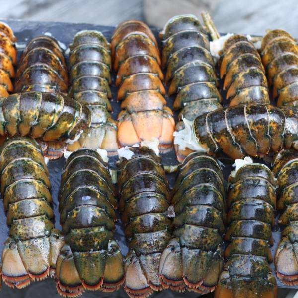 1.5 lb. Lobsters - 4 Pack - Image 3