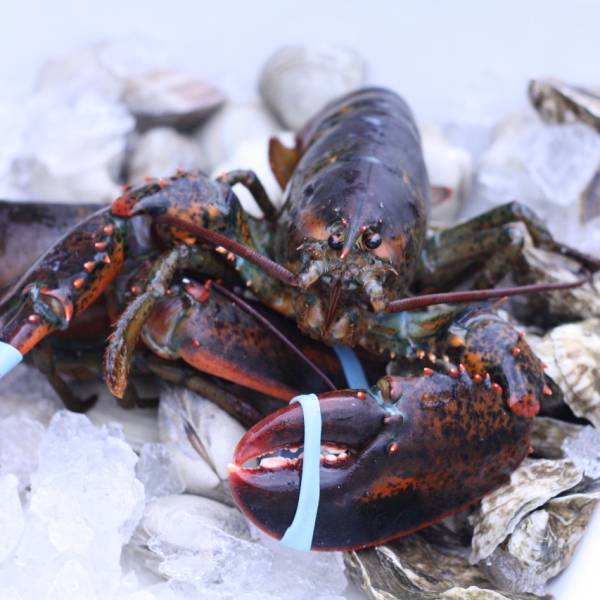 1.5 lb. Lobsters - 4 Pack - Image 4