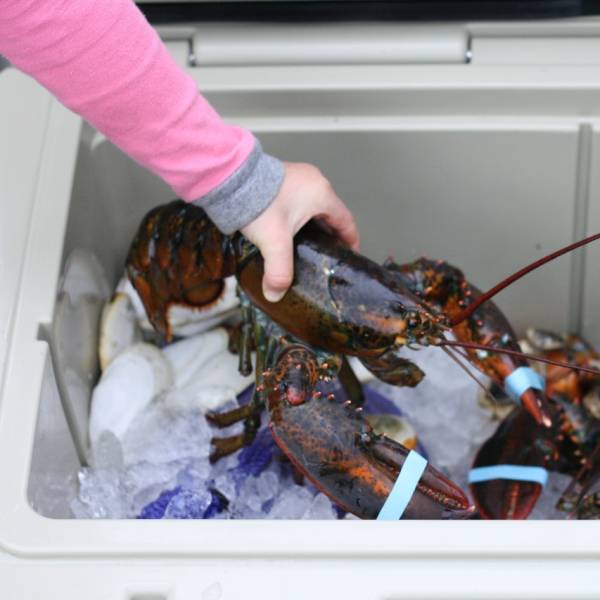 1.5 lb. Lobsters - 2 Pack - Image 2