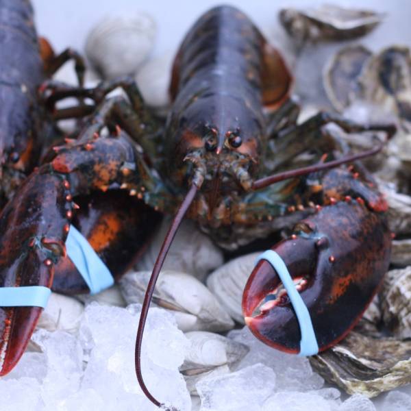 1.5 lb. Lobsters - 2 Pack