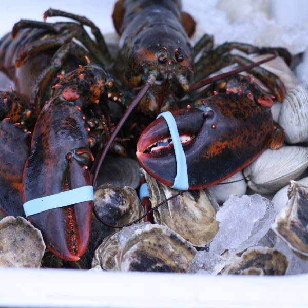 2 lb. Lobsters - 2 Pack - Image 4