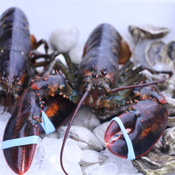 2 lb. Lobsters - 2 Pack