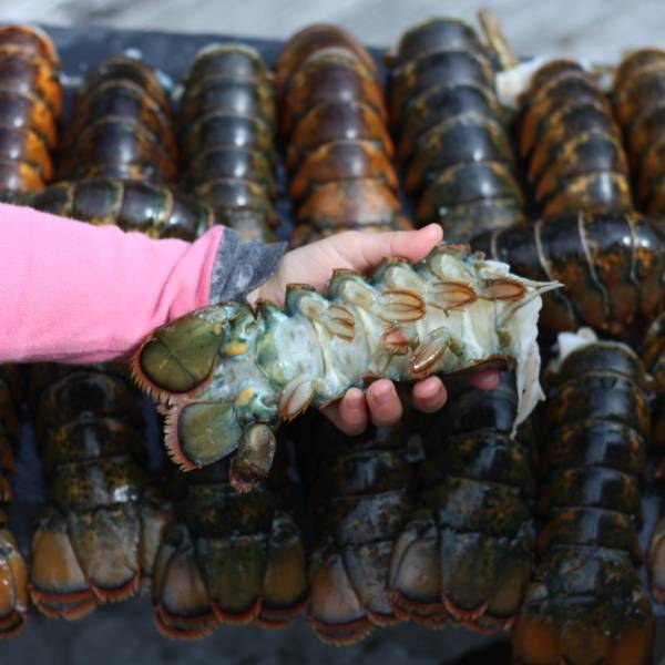 2 lb. Lobsters - 2 Pack - Image 3