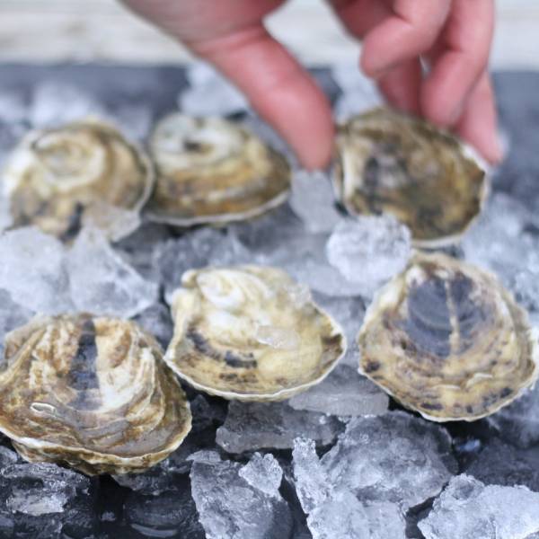 Wellfleet Oysters - 100 Pack