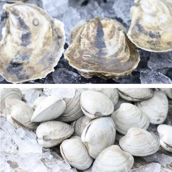 Wellfleet Oysters + Clams - 100 Pack